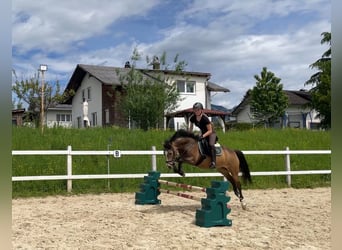 Duitse rijpony, Merrie, 6 Jaar, 145 cm, Falbe