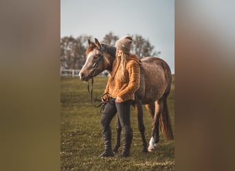Duitse rijpony, Merrie, 6 Jaar, 145 cm, Falbe