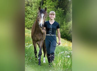 Duitse rijpony, Merrie, 6 Jaar, 145 cm, Falbe