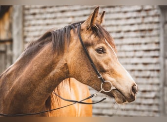 Duitse rijpony, Merrie, 6 Jaar, 145 cm, Falbe