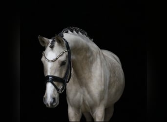 Duitse rijpony, Merrie, 6 Jaar, 145 cm, Falbe