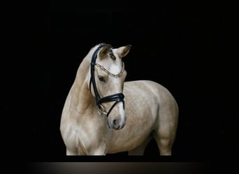 Duitse rijpony, Merrie, 6 Jaar, 145 cm, Falbe