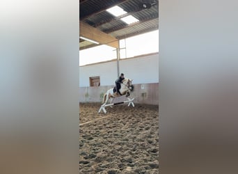 Duitse rijpony, Merrie, 6 Jaar, 145 cm, Gevlekt-paard