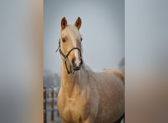 Duitse rijpony, Merrie, 6 Jaar, 145 cm, Palomino
