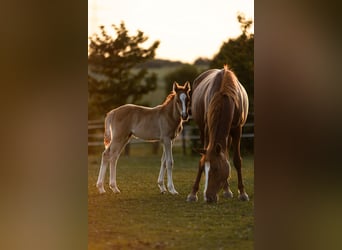 Duitse rijpony, Merrie, 6 Jaar, 145 cm, Vos