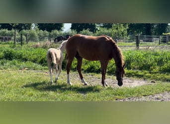 Duitse rijpony, Merrie, 6 Jaar, 145 cm, Vos