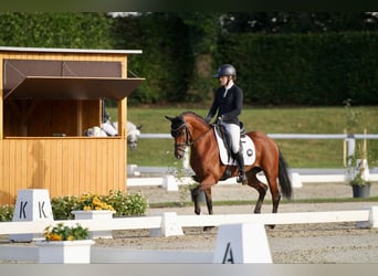 Duitse rijpony, Merrie, 6 Jaar, 146 cm, Bruin