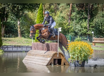 Duitse rijpony, Merrie, 6 Jaar, 146 cm, Bruin