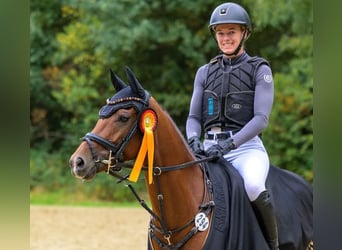 Duitse rijpony, Merrie, 6 Jaar, 146 cm, Bruin