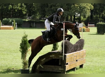 Duitse rijpony, Merrie, 6 Jaar, 146 cm, Bruin