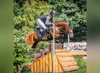 Duitse rijpony, Merrie, 6 Jaar, 146 cm, Bruin