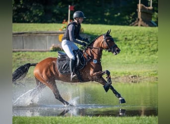 Duitse rijpony, Merrie, 6 Jaar, 146 cm, Bruin