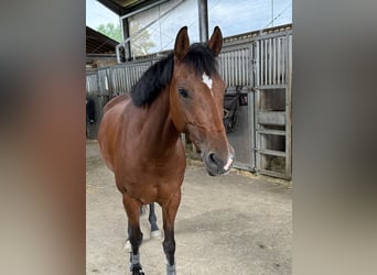 Duitse rijpony, Merrie, 6 Jaar, 146 cm, Bruin