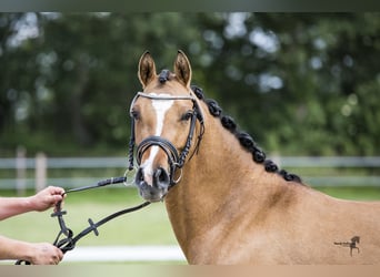 Duitse rijpony, Merrie, 6 Jaar, 146 cm, Falbe