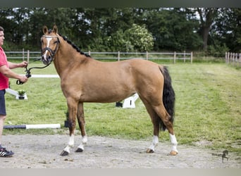Duitse rijpony, Merrie, 6 Jaar, 146 cm, Falbe