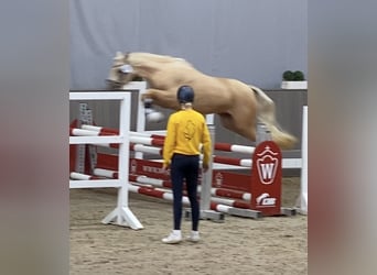 Duitse rijpony, Merrie, 6 Jaar, 146 cm, Palomino