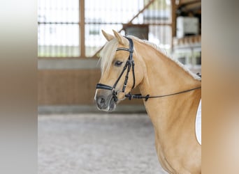 Duitse rijpony, Merrie, 6 Jaar, 146 cm, Palomino