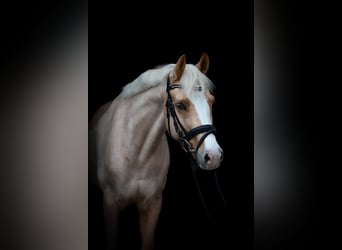 Duitse rijpony, Merrie, 6 Jaar, 146 cm, Palomino