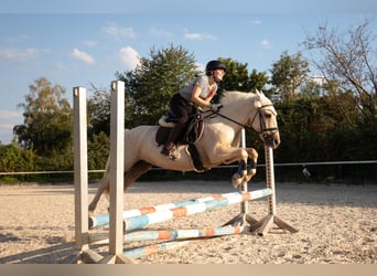 Duitse rijpony, Merrie, 6 Jaar, 146 cm, Palomino