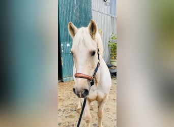 Duitse rijpony, Merrie, 6 Jaar, 146 cm, Palomino