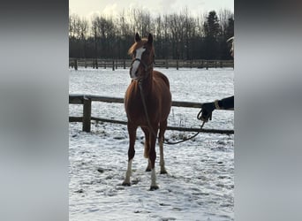 Duitse rijpony, Merrie, 6 Jaar, 146 cm, Vos