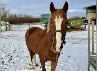 Duitse rijpony, Merrie, 6 Jaar, 146 cm, Vos