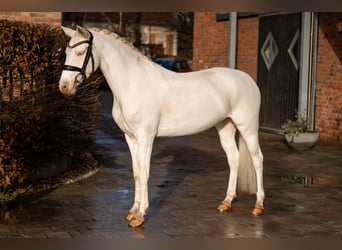 Duitse rijpony, Merrie, 6 Jaar, 147 cm, Cremello