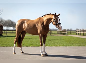 Duitse rijpony, Merrie, 6 Jaar, 147 cm, Donkere-vos