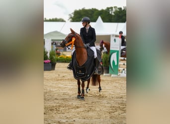 Duitse rijpony, Merrie, 6 Jaar, 147 cm, Donkere-vos