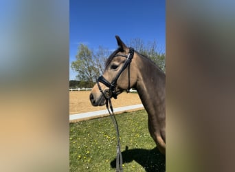 Duitse rijpony, Merrie, 6 Jaar, 147 cm, Falbe