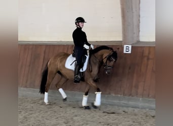 Duitse rijpony, Merrie, 6 Jaar, 147 cm, Falbe