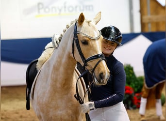 Duitse rijpony, Merrie, 6 Jaar, 147 cm, Palomino