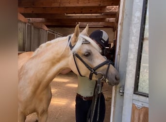 Duitse rijpony, Merrie, 6 Jaar, 147 cm, Palomino