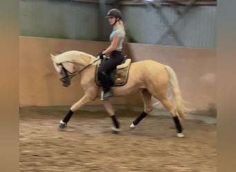 Duitse rijpony, Merrie, 6 Jaar, 147 cm, Palomino