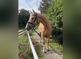 Duitse rijpony, Merrie, 6 Jaar, 147 cm, Palomino