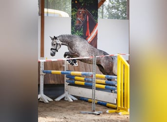 Duitse rijpony, Merrie, 6 Jaar, 147 cm, Schimmel
