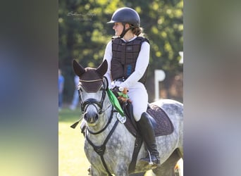 Duitse rijpony, Merrie, 6 Jaar, 147 cm, Schimmel