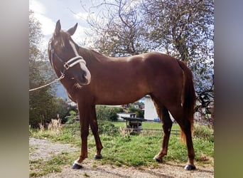 Duitse rijpony, Merrie, 6 Jaar, 147 cm, Vos
