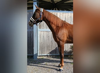 Duitse rijpony, Merrie, 6 Jaar, 147 cm, Vos