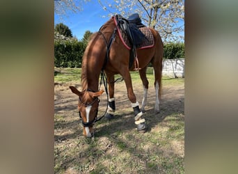 Duitse rijpony, Merrie, 6 Jaar, 147 cm, Vos