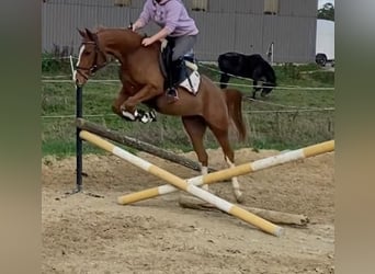 Duitse rijpony, Merrie, 6 Jaar, 147 cm, Vos