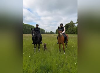 Duitse rijpony, Merrie, 6 Jaar, 147 cm, Zwart