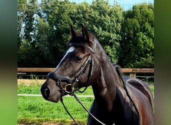 Duitse rijpony, Merrie, 6 Jaar, 147 cm, Zwart