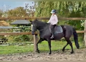 Duitse rijpony, Merrie, 6 Jaar, 147 cm, Zwart