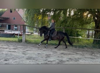 Duitse rijpony, Merrie, 6 Jaar, 147 cm, Zwart