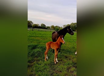 Duitse rijpony, Merrie, 6 Jaar, 147 cm, Zwart