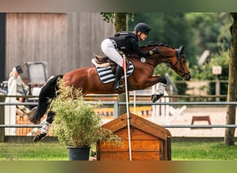 Duitse rijpony, Merrie, 6 Jaar, 148 cm, Bruin