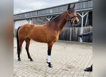 Duitse rijpony, Merrie, 6 Jaar, 148 cm, Bruin