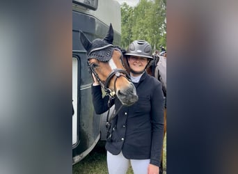 Duitse rijpony, Merrie, 6 Jaar, 148 cm, Bruin