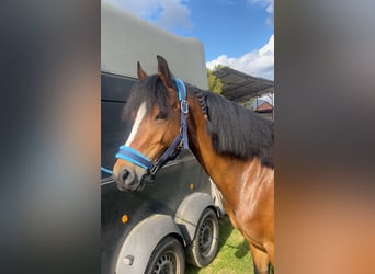 Duitse rijpony, Merrie, 6 Jaar, 148 cm, Bruin